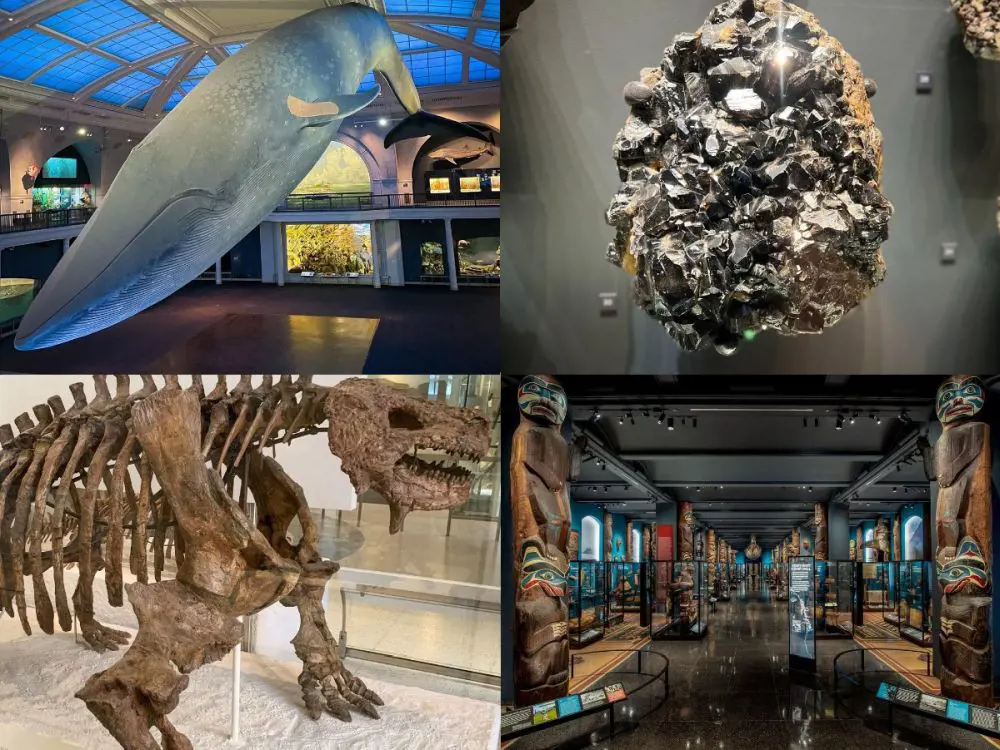 Exhibits at the American Museum of Natural History