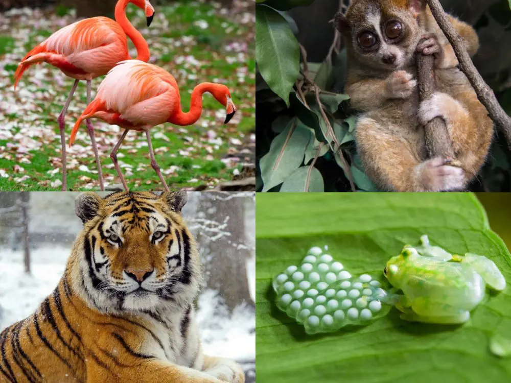 Different species exhibited at Bronx Zoo
