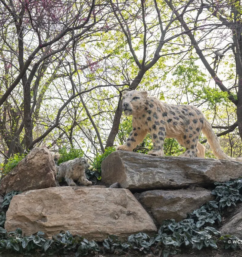 Different species exhibited at Bronx Zoo