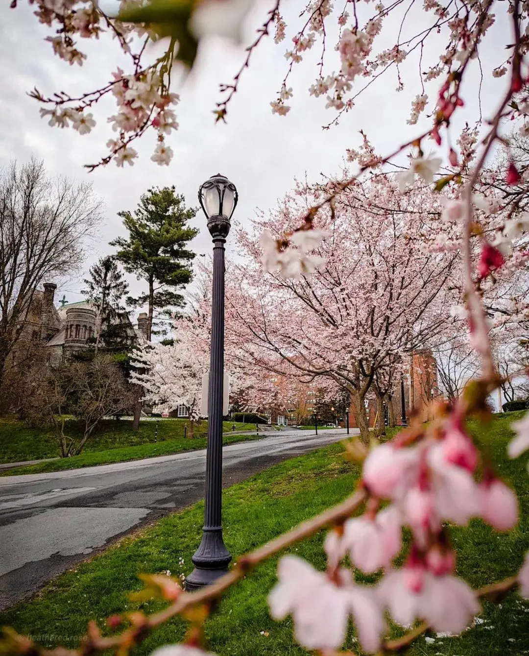 Flower blooming at Washington Park, Albany NY (photo by @heathered.rose)