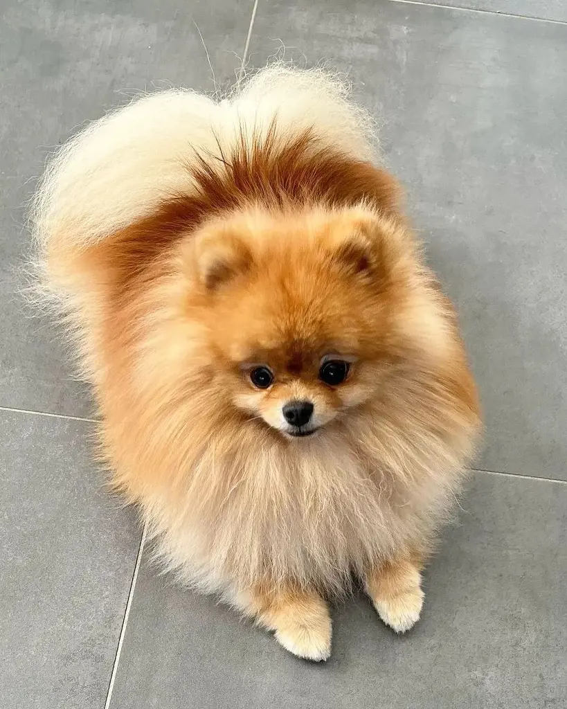 A well groomed Pomeranian dog looking stylish with a new haircut