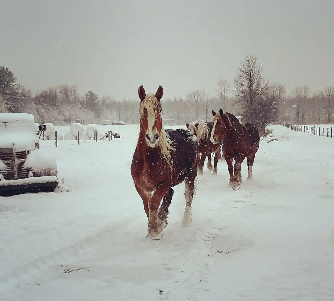 Horses and snow at Country Dreams Farm during the winters.