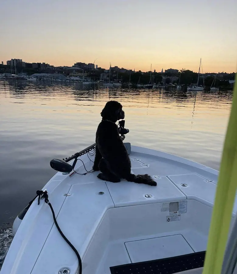 You can also bring your furry friend along in the fishing trip.
