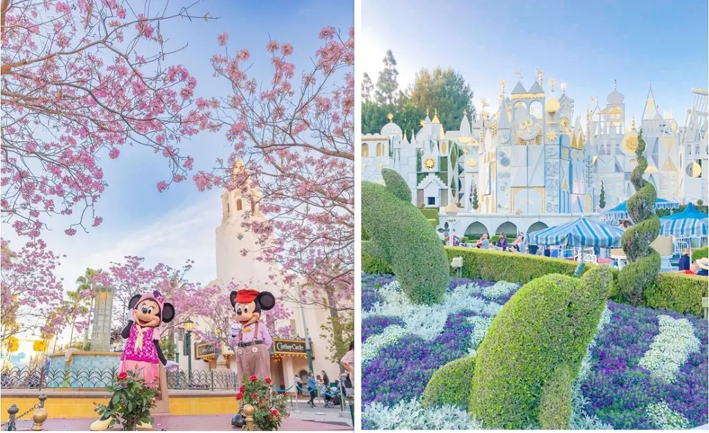 Cherry blossom filled Disneyland on the left (Photo By: Chris Auyong). On the right is 