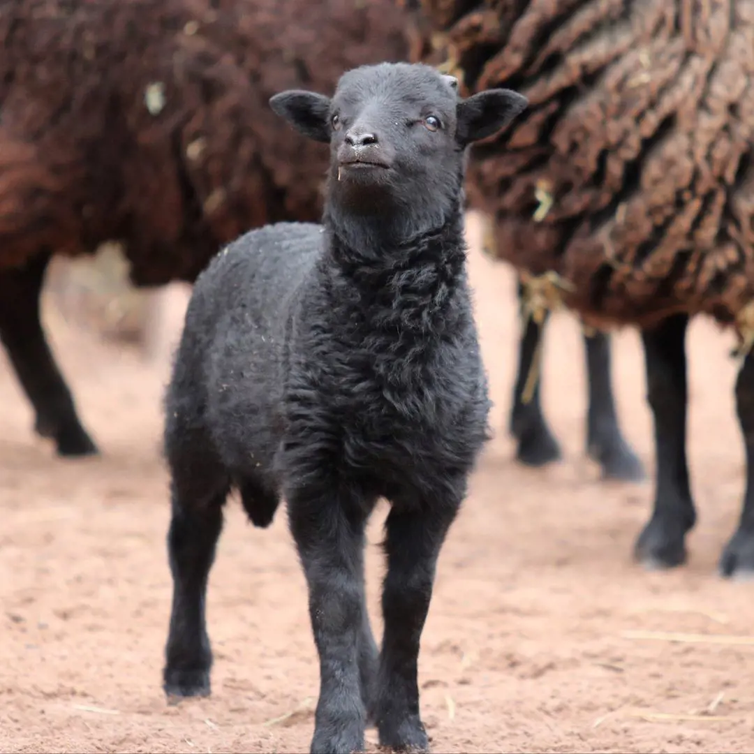 Baby Black Welsh Mountain sheep at Rosamond Gifford Zoo