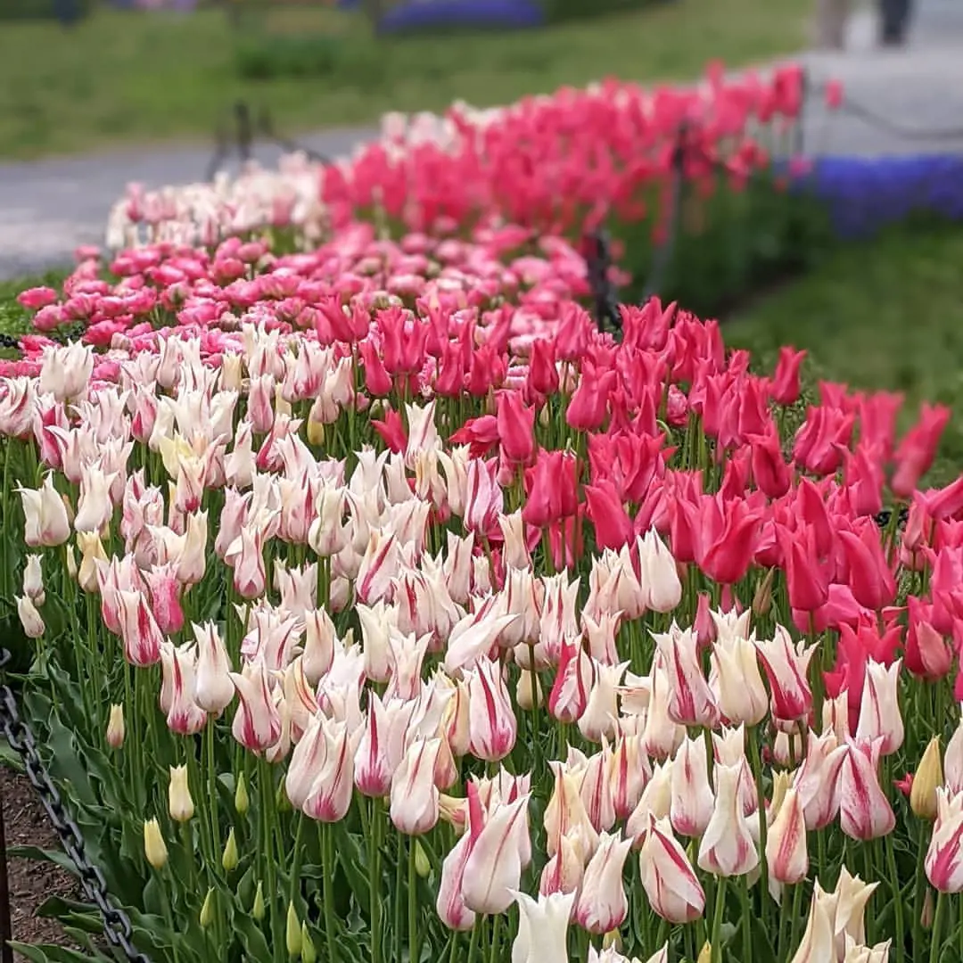  Tulips at the Washington Park.