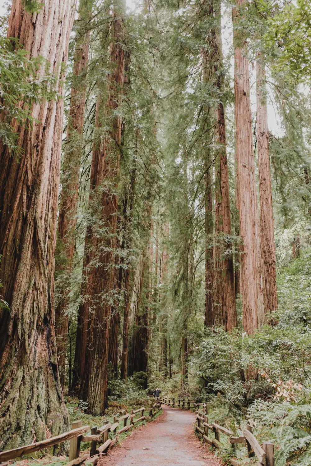 Pathway in the Redwoods Forest California