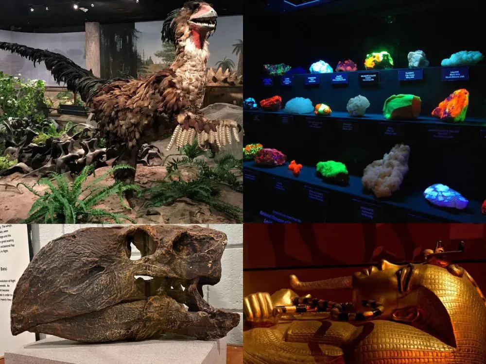 Exhibits at the Las Vegas Natural History Museum