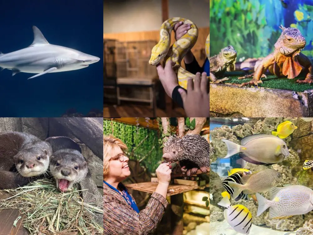 Different species exhibited at SeaQuest