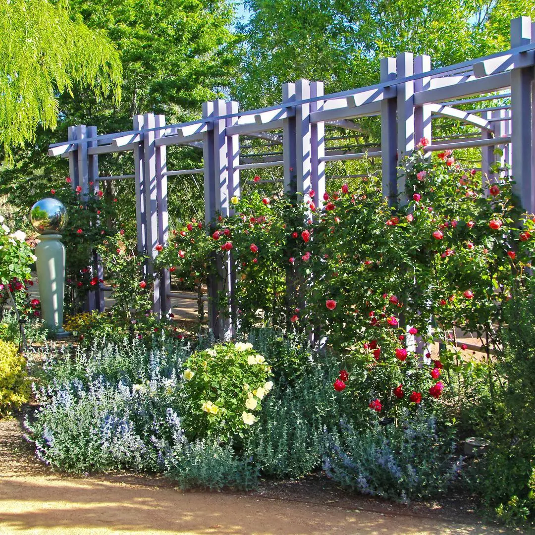 Roses blooms in the Springs Preserve Botanical Garden