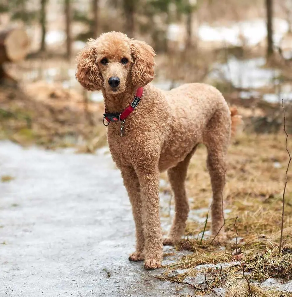 Standard Poodle is the most recommended hypoallergenic dog breed