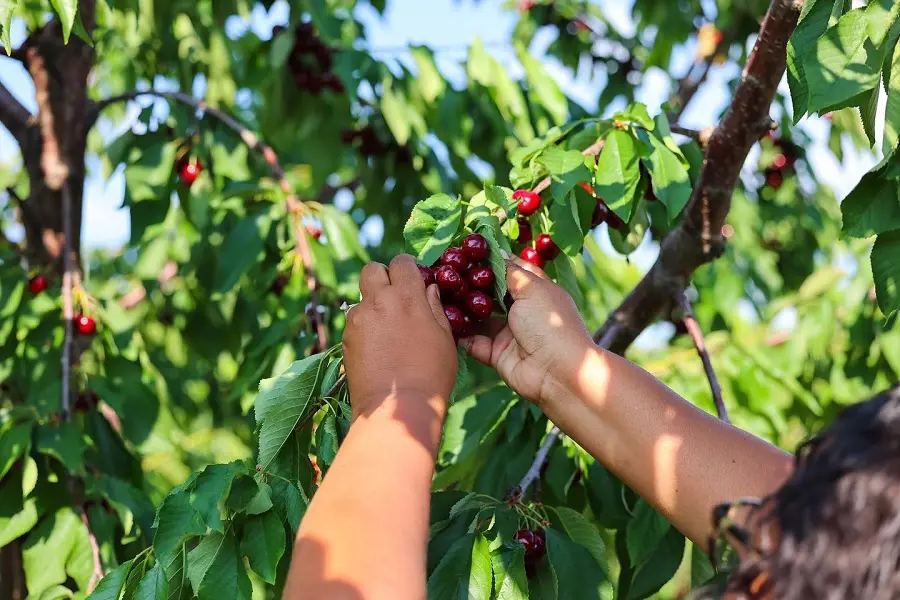 Cherry picking at Apple Barrel Orchards.