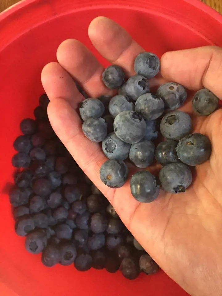 Fresh blueberries at Serendipity Blueberry Farm.