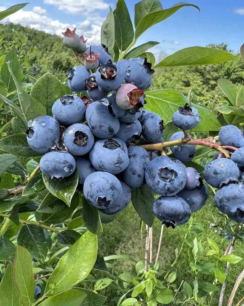 Fresh blueberries at Apple Hills Cafe waiting the guest for U-picking