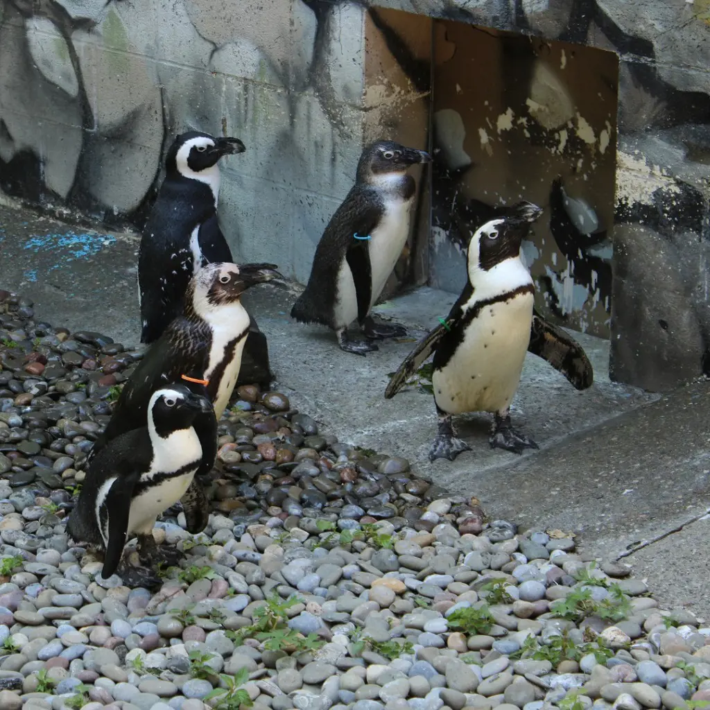 Flock of African Penguins near the New World Tropics Building of Ross Park Zoo
